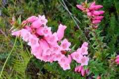 common-health-epacris-impressa-200209291197-1024x536