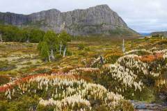flowering-scoparia