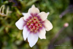 tasmanian-sassafras-flower-0838