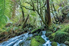 tassie.forests