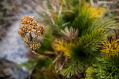 Kosciuszko National Park, Snowy Mountains